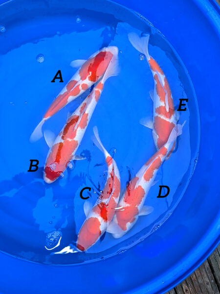 Jumbo Kohaku E Wen#20084
