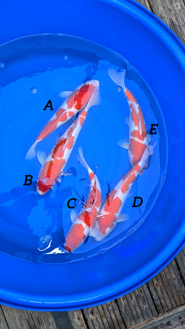 Jumbo Kohaku B Wen#20081