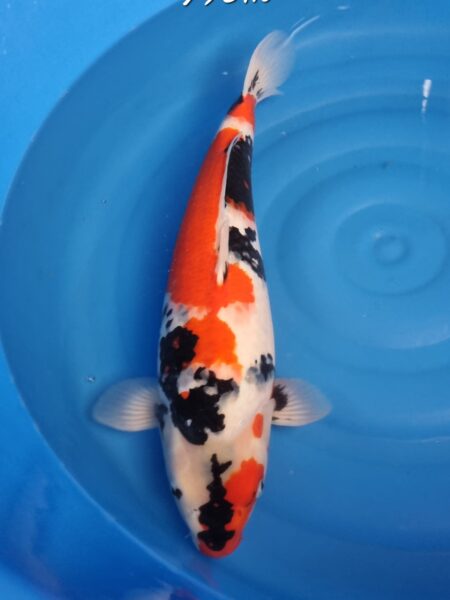 Showa ( Female )  Wen#20093