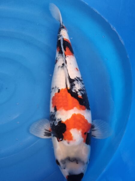 Showa ( Female )  Wen#20094