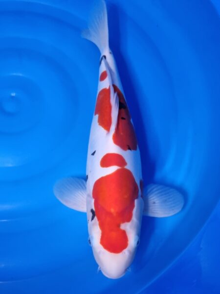 Doitsu Sanki ( Female ) Wen#20099