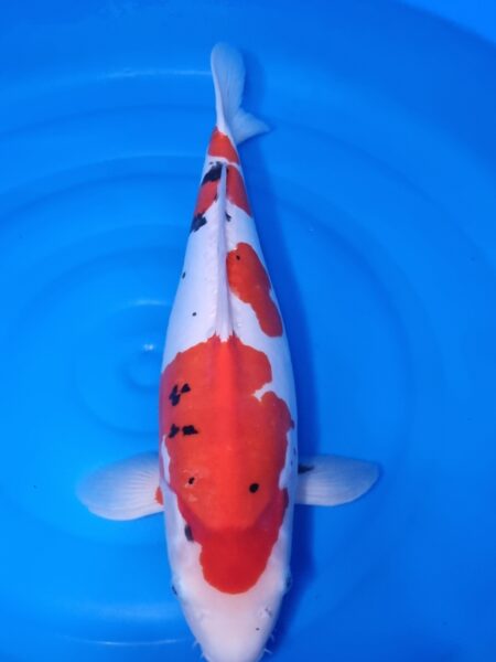 Doitsu Sanki ( Female ) Wen#20100