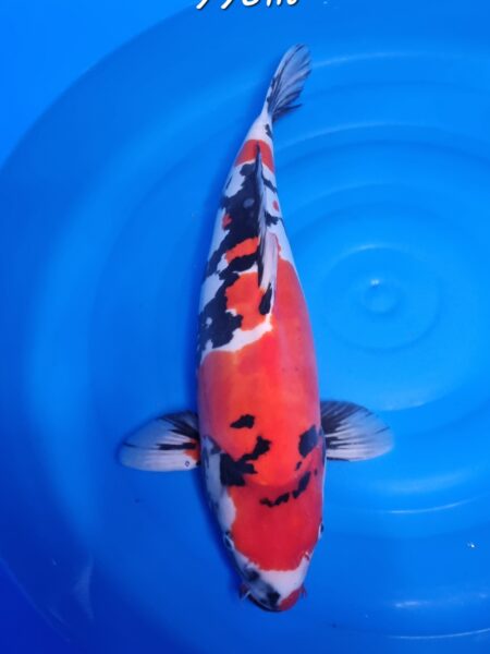 Doitsu Showa ( Female ) Wen#20101