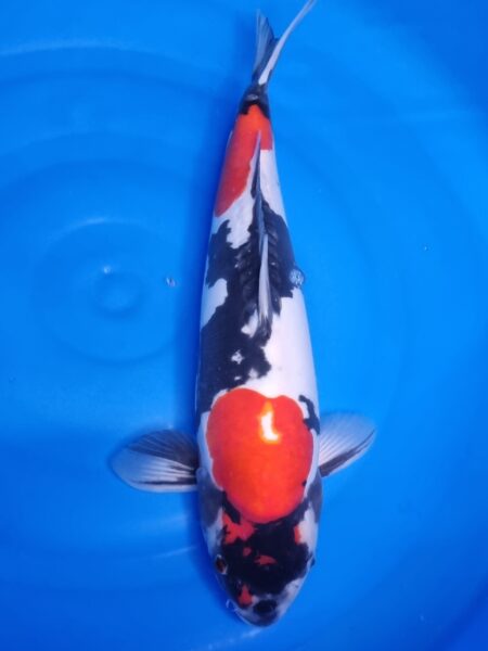 Doitsu Showa ( Female ) Wen#20102