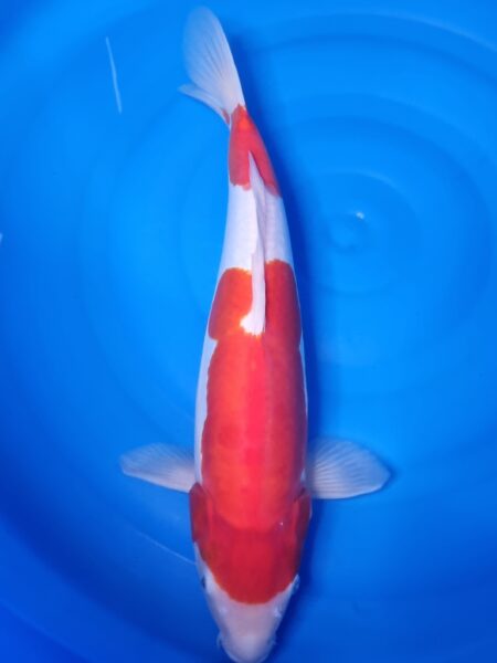 Doitsu Kohaku Wen#20103