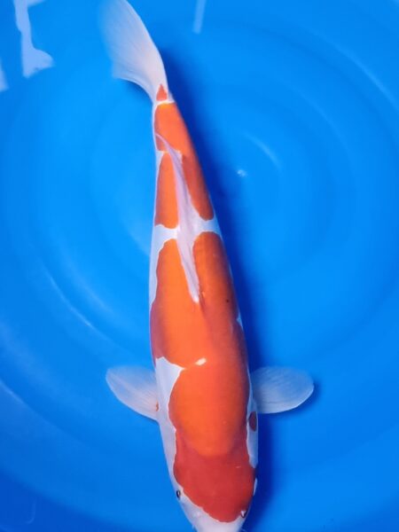 Doitsu Kohaku Wen#20104