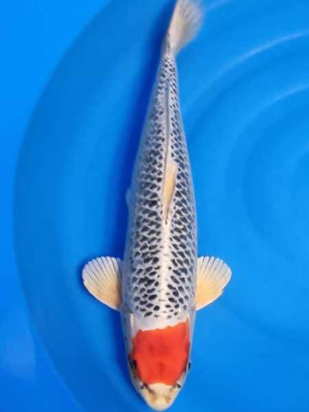 Tancho Kujaku Wen#20105