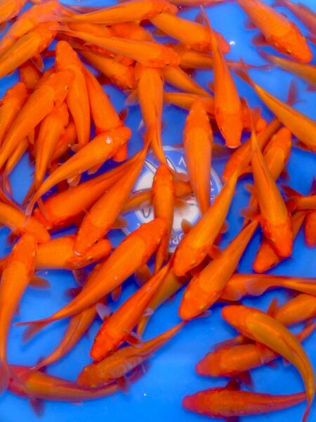 Benigoi / Doitsu Benigoi Wen#20127