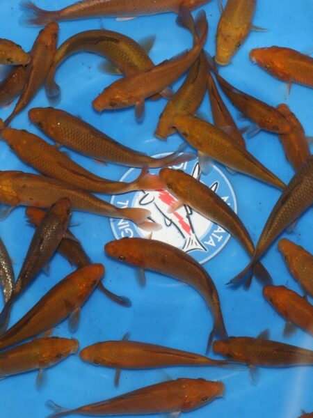 Chagoi (Sakai Jumbo Bloodline) Wen#20128