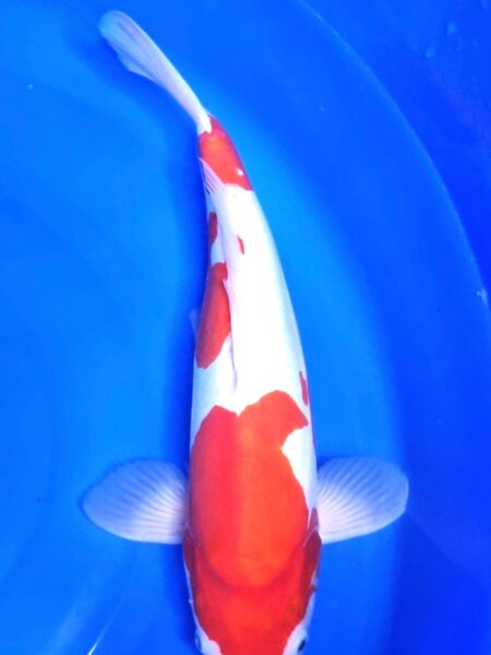 Female Doitsu Kohaku D Wen#20125