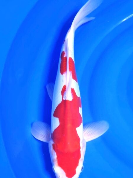 Female Doitsu Kohaku E Wen#20126