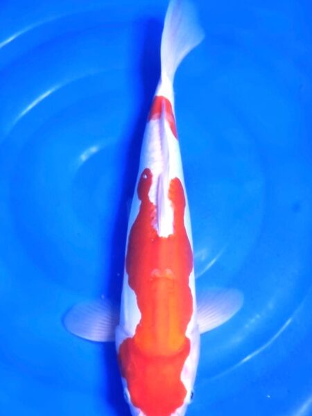 Female Doitsu Kohaku B Wen#20123