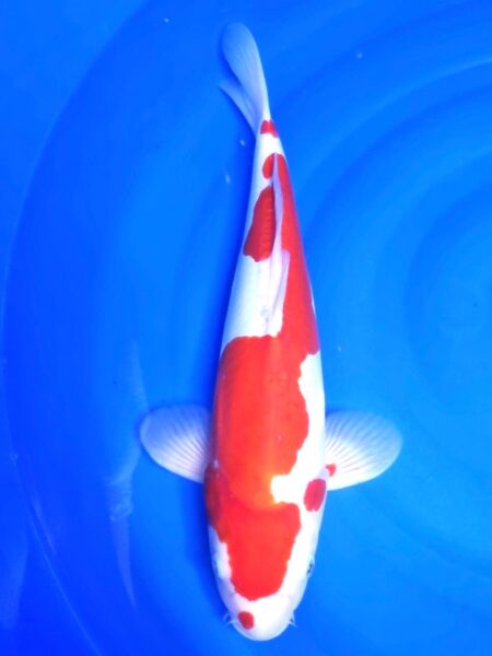 Female Doitsu Kohaku C Wen#20124