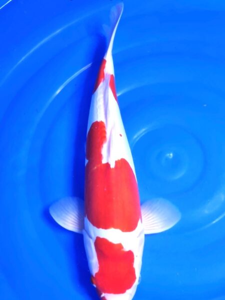 Female Doitsu Kohaku A Wen#20122