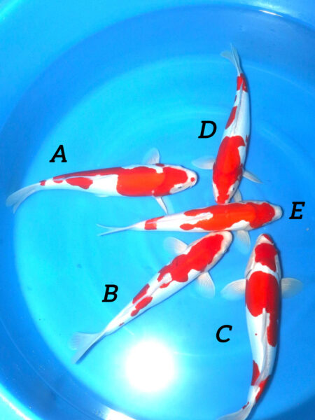 Female Doitsu Kohaku E Wen#20126