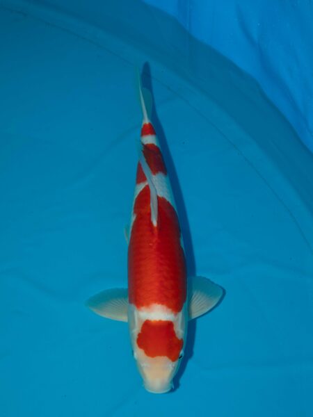 Nagoshi Kohaku 50cm Litt#1140