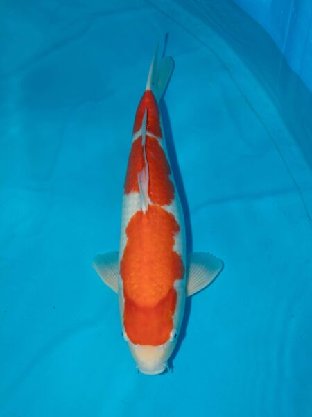 Nagoshi Kohaku Female Litt#1139