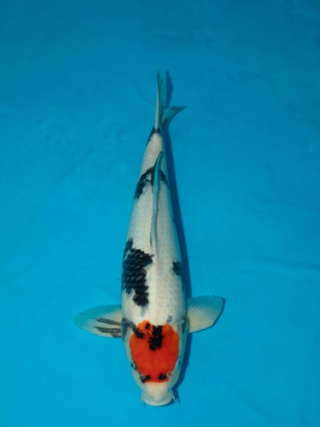 Marujyu Tancho Showa Litt#1138