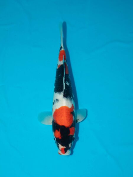 Isa Showa Litte#1137