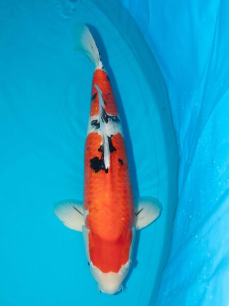 Marudo Sanke Litte#1136