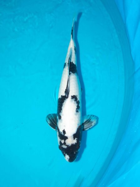 Omosako Shiro Utsuri 60cm Female Litte#1135