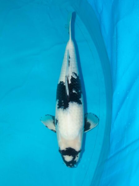 Omosako Shiro Utsuri 59cm Female Litt#1134