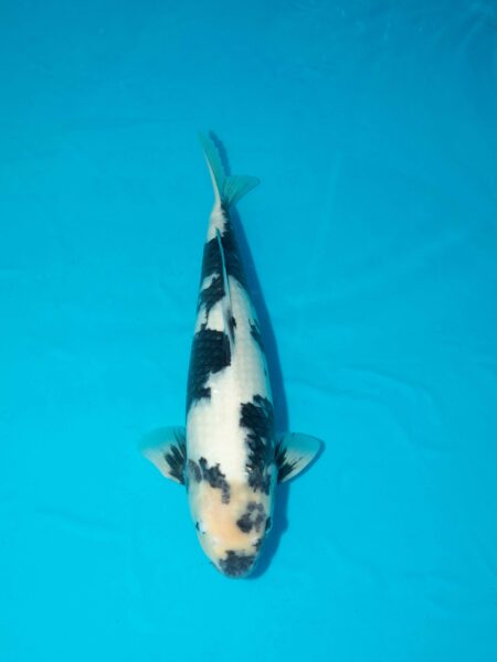 Omosako Shiro utsuri Litt#1133