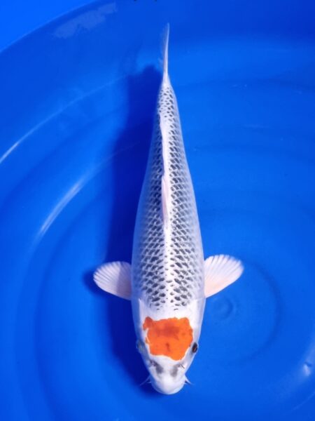 Tancho Kujaku Wen#20134