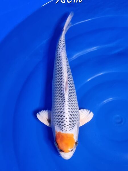 Tancho Kujaku Wen#20135