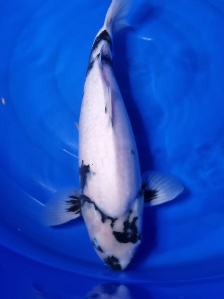 Shiro Utsuri Wen#20136