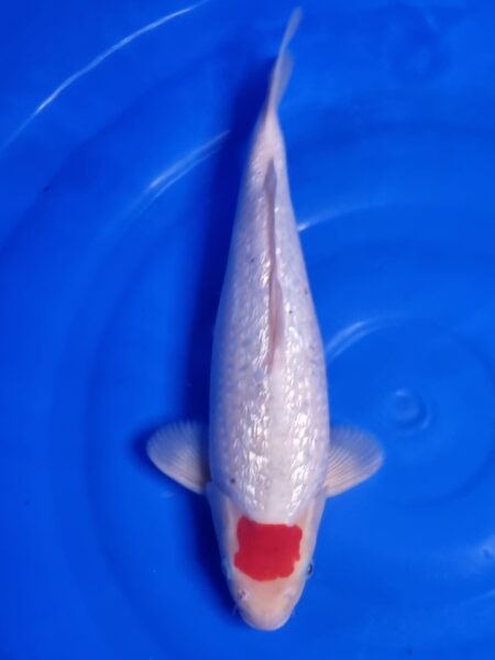 Ginrin Tancho Kohaku Wen#20138