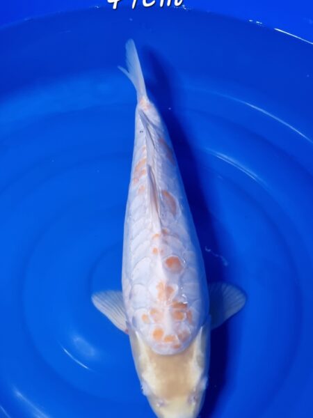 Aragoke Diamond Dragon Wen#20129