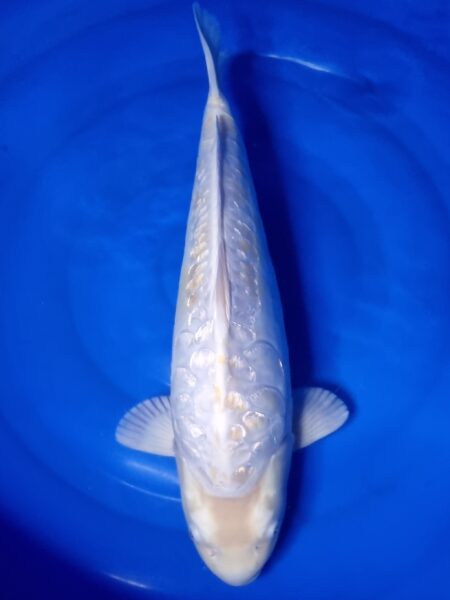 Aragoke Diamond Dragon Wen#20130