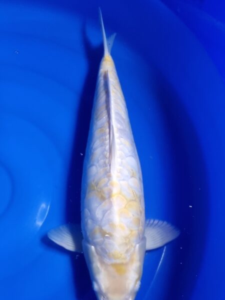 Aragoke Diamond Dragon Wen#20131