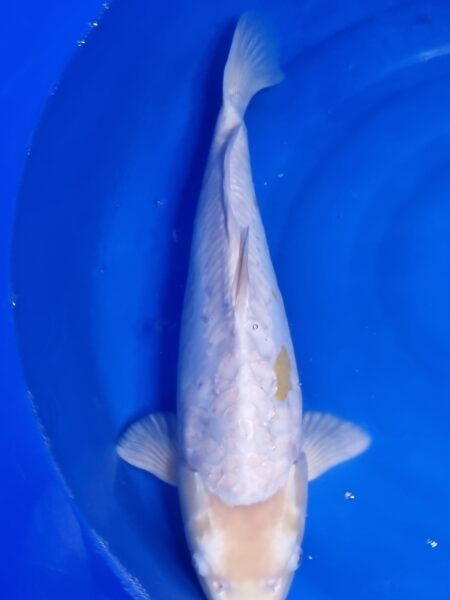 Aragoke Diamond Dragon Wen#20132