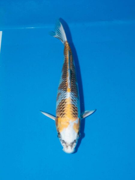 Omosako Kujaku Litt#003