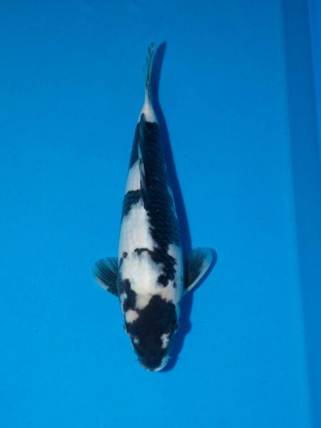 Omosako Shiro utsuri Litt#004