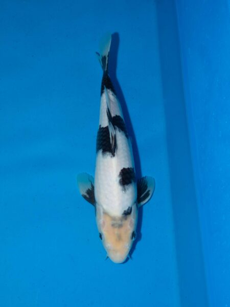 Kawakami Shiro utsuri Litt#005