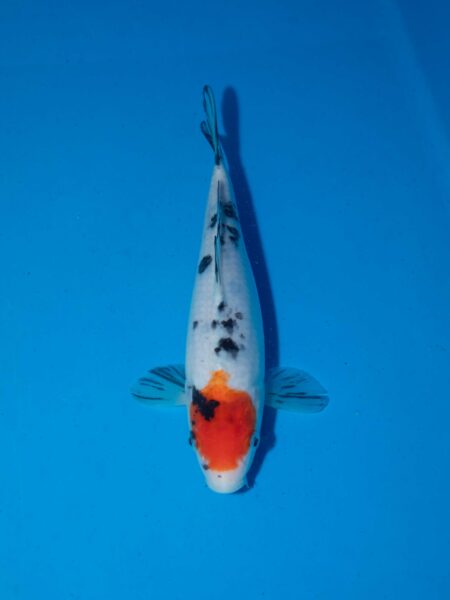 Tancho Sanke Litt#008