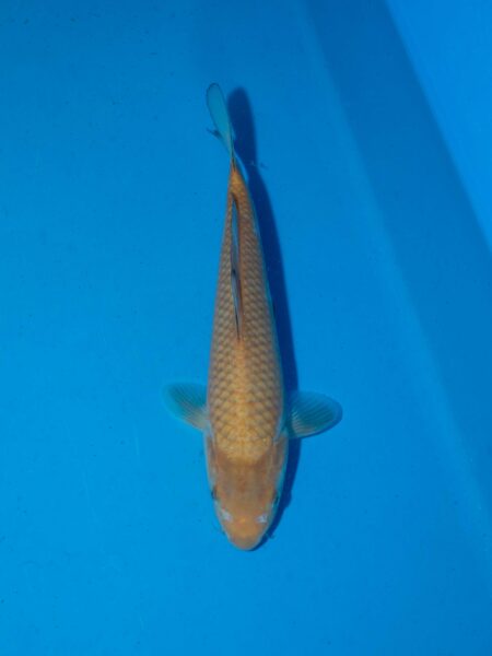 Omosako Chagoi Litt#013