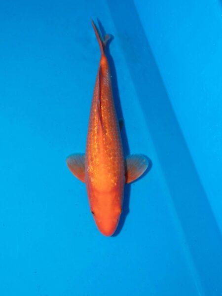 Gin Rin Benigoi Litt#015