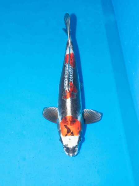 Beni Kikokryu Litt#016