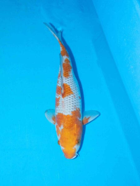 Ochiba Shigure Litt#017