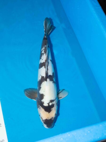 Doitsu Shiro Utsuri Litt#018