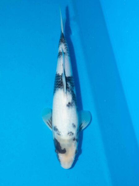 Omosako Shiro Utsuri Litt#022