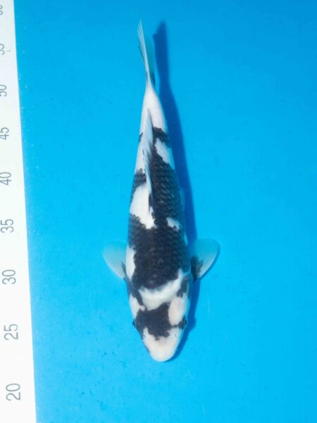 Omosako Shiro Utsuri Litt#024