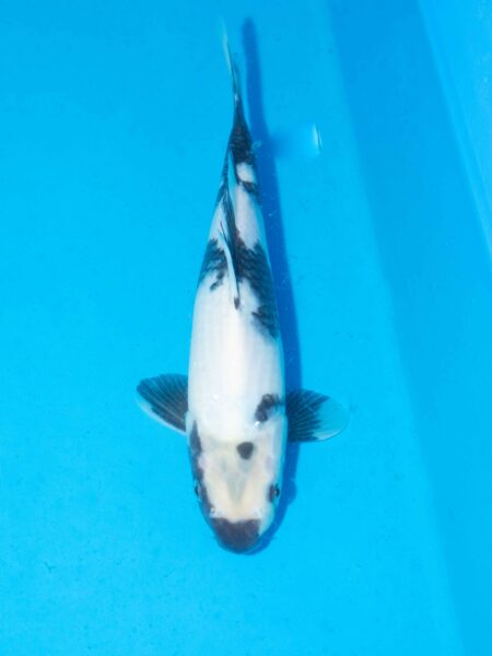 Omosako Shiro Utsuri Litt#025