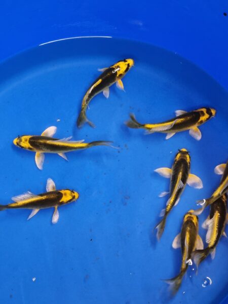 10-15cm butterfly kin kabuto x3 with free delivery