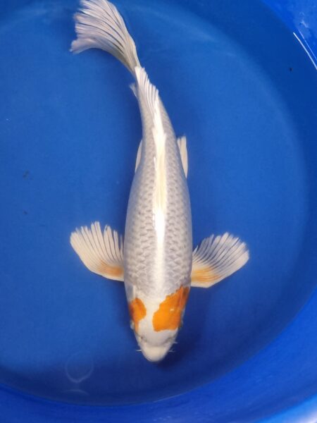 Hariwake butterfly koi 30-35cm with free delivery