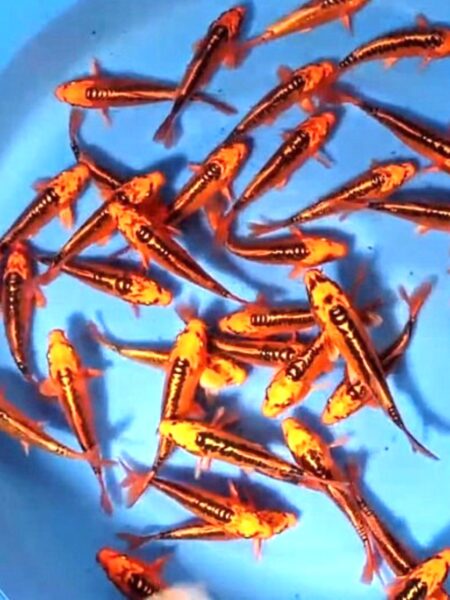 Mazuho Ogon Wen#20140